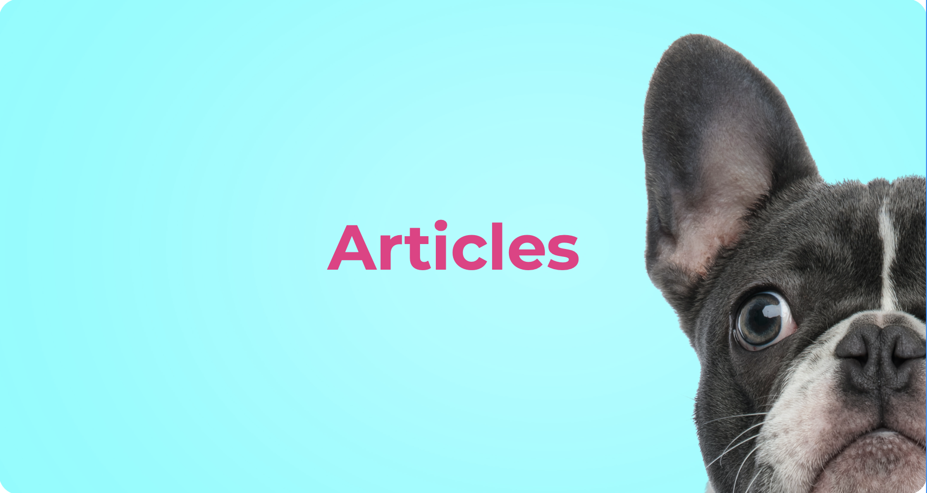 Blog Pickles Pet care done right